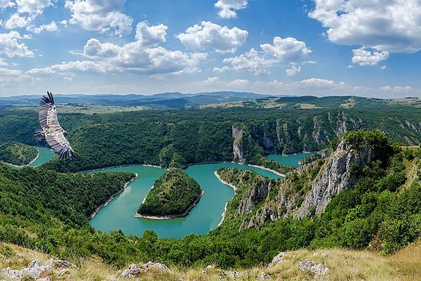 A griffin vulture soars over the Meanders