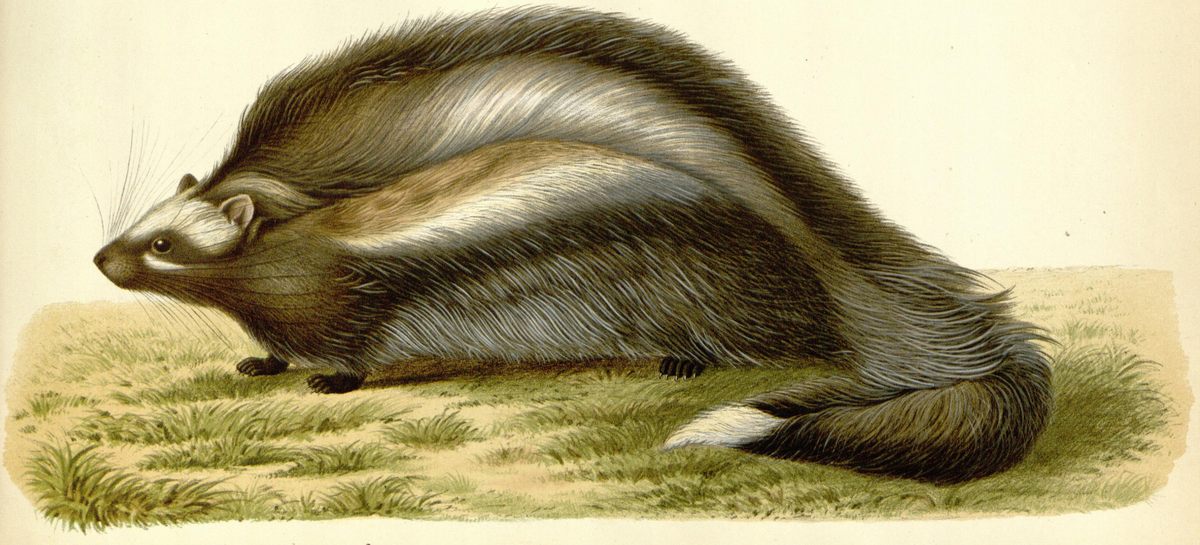 The maned rat chews the toxic bark of the poison arrow tree and then smears the ouabain-rich masticate on certain parts of its body to protect itself from predators.