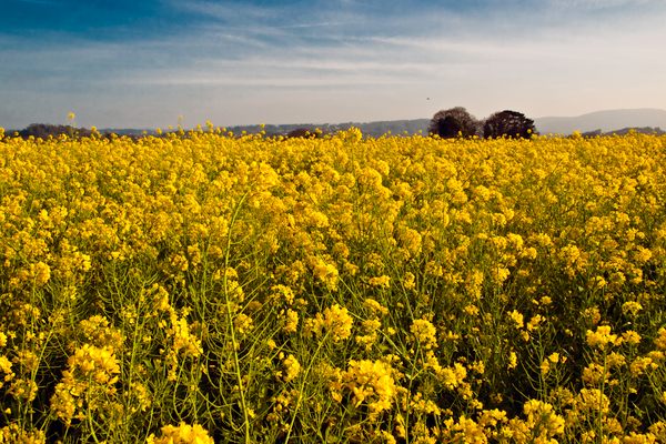 A field of northwestern Spain’s beloved grelos is just one of the many permutations of Brassica rapa.