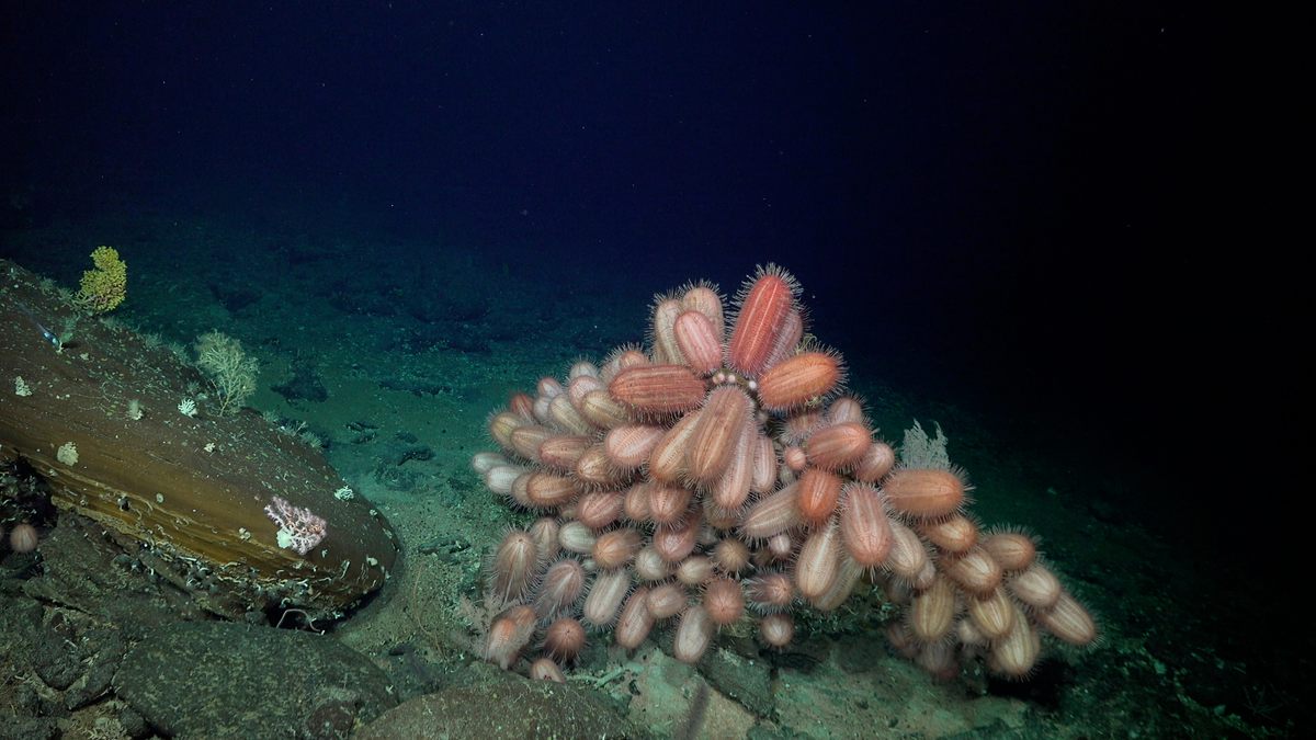 Oblong <em>Dermechinus</em> urchins occupy a hard surface at 1,700 feet.