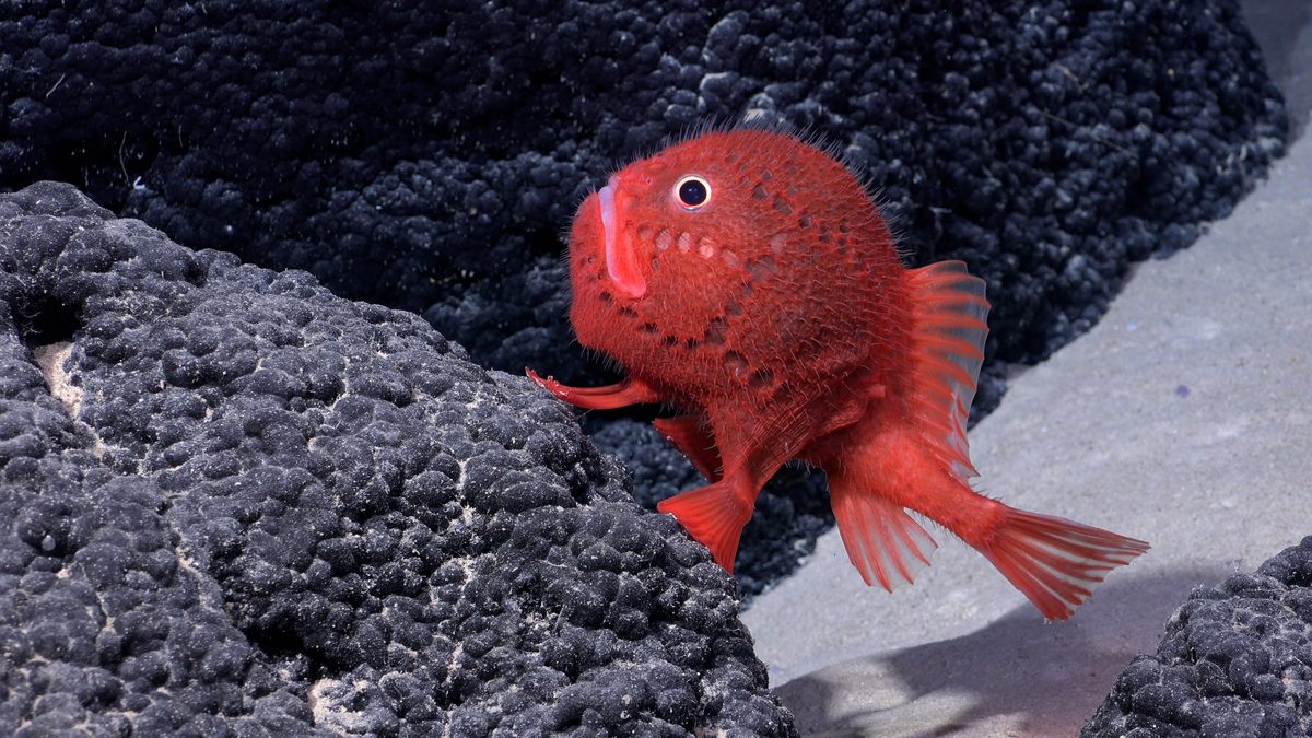 A <em>Chaunacops</em> (a kind of angler fish related to sea toads) was spotted at a depth of 4,500 feet.