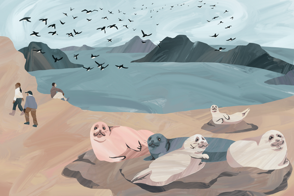 Made by fermenting tiny seabirds inside a seal carcass, kiviaq is a special dish among the Inughuit.