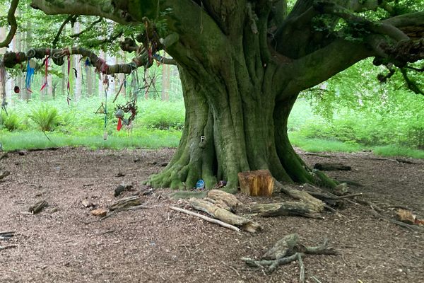 These are some seriously spooky trees.