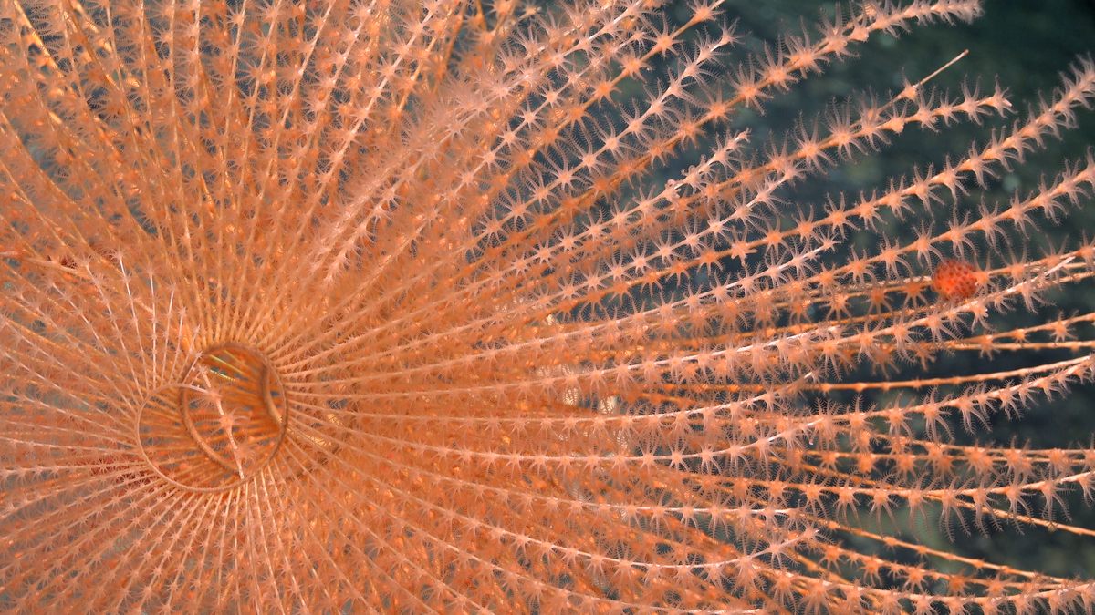 A spiraling coral seen in closeup at more than 4,500 feet deep.